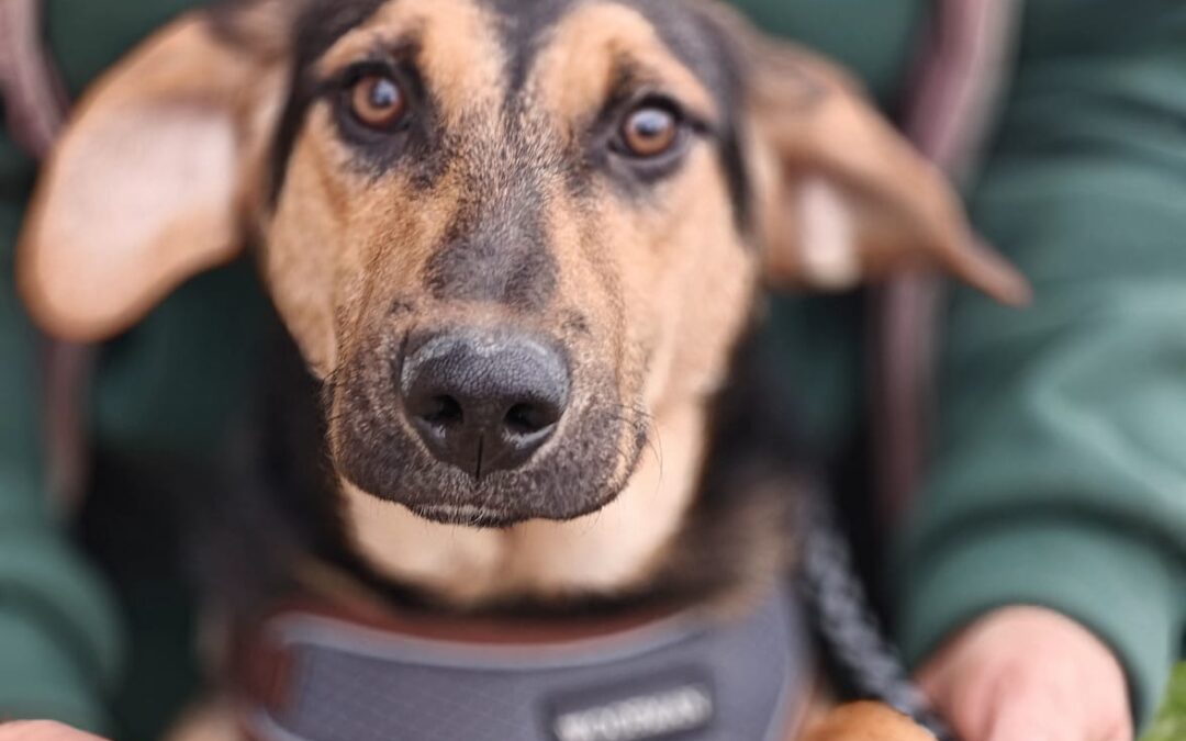 Reserved:Marco- 8-month-old lower-medium (below the knee) boy- joyful & affectionate- Ukraine war dog-arrival 15 May