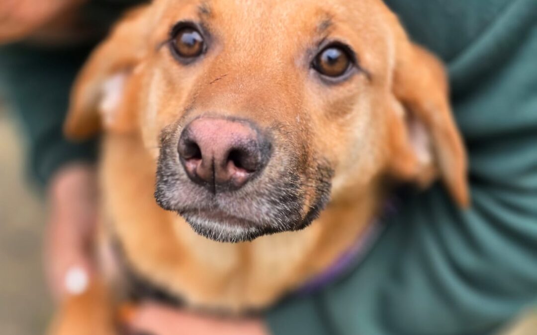 Yarko-8-month-old lower-medium boy (below the knee)- joyful & loving- Ukraine war dog-arrival 15 May