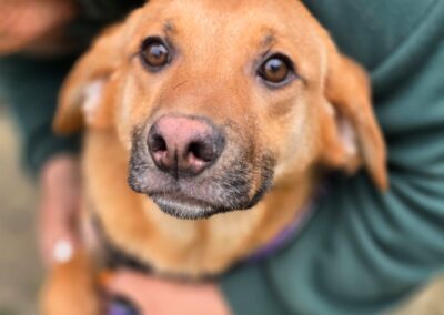 Reserved: Yarko-8-month-old lower-medium boy (below the knee)- joyful & loving- Ukraine war dog-arrival 15 May