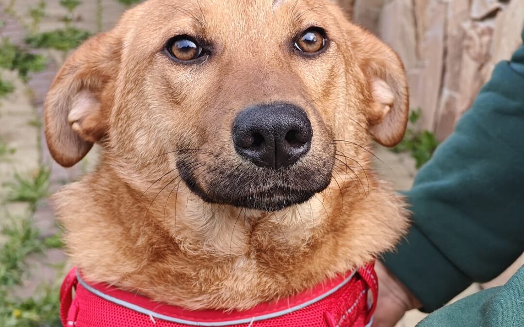 Reserved:Yara -8-month-old lower-medium girl (below the knee)-calm & affectionate- Ukraine war dog-arrival 15 May
