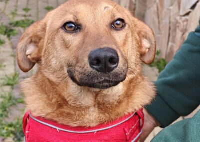 UK Based(Folkestone CT19): Yara -9-month-old lower-medium girl (below the knee)-gentle & affectionate