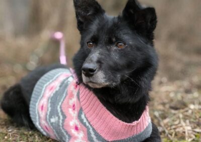 Tofa- 6-7-year-old lower-medium girl (below the knee) -calm & wise- Ukraine war dog-arrival mid-August