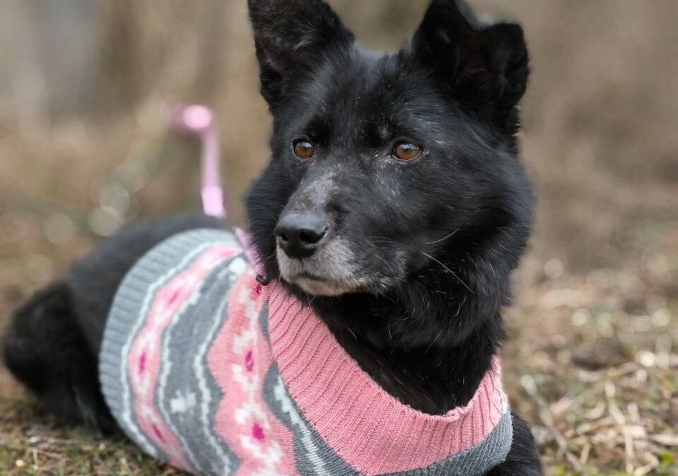Tofa- 6-7-year-old lower-medium girl (below the knee) -calm & wise- Ukraine war dog-arrival in June
