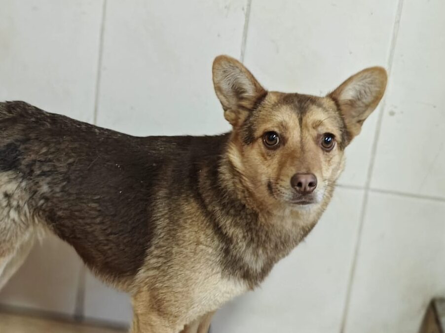Rudya-3-year-old small girl- delicate & gentle- Ukraine war dog-arrival in June
