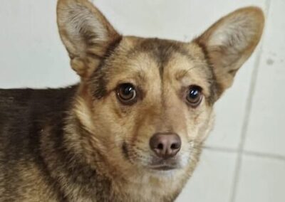 Reserved: Rudya-3-year-old small girl- delicate & gentle- Ukraine war dog-arrival 29 May