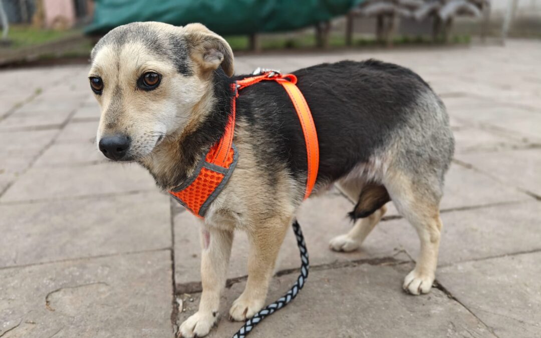 Reserved:Maree- 10-month-old small tender girl – Ukraine war dog-arrival 15 May