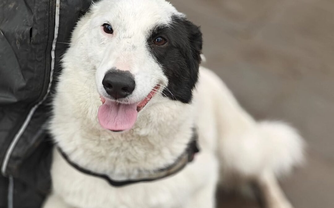 Suzy-1-year-old medium girl – bright & loving- Ukraine war dog-arrival 15 May