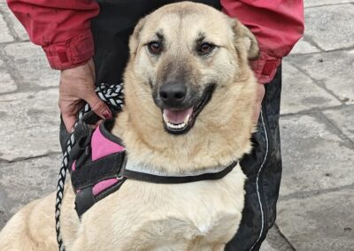 Reserved: Stacy -1.5-year-old medium girl – joyful & affectionate- Ukraine war dog-arrival 26 June