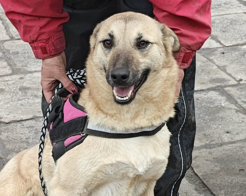 Stacy -1.5-year-old medium girl – joyful & affectionate- Ukraine war dog-arrival in June