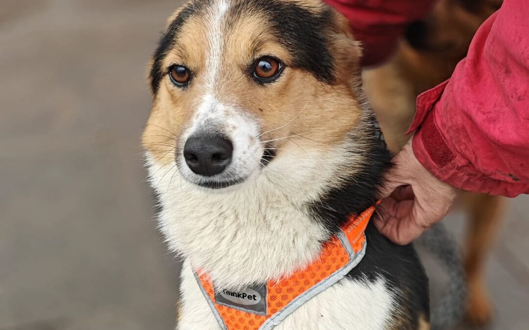 Lizzie- 1.5-year-old small/lower-medium girl- Ukraine war dog-arrival 15 May