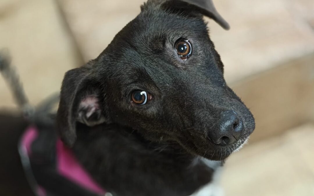 Reserved:Fistashka -1-year-old small girl- soft & modest- Ukraine war dog-arrival 15 May