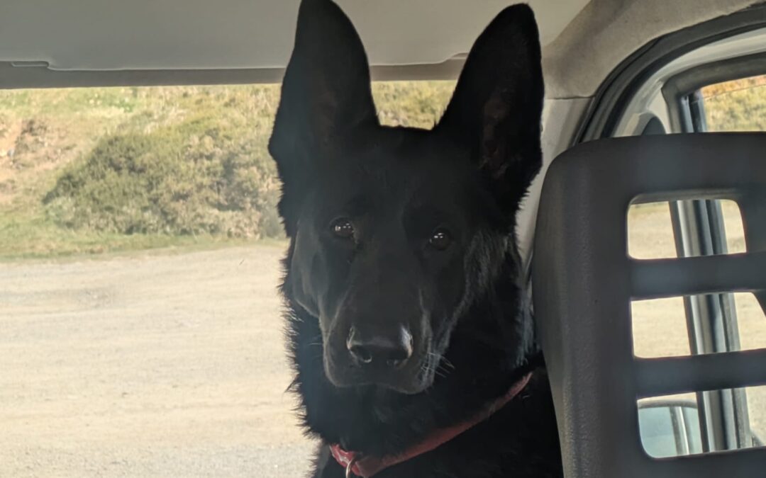 UK Surrender (Birmingham, B65): Izzy is a 2-year-old female German Shepherd- Adoption Fee reduced