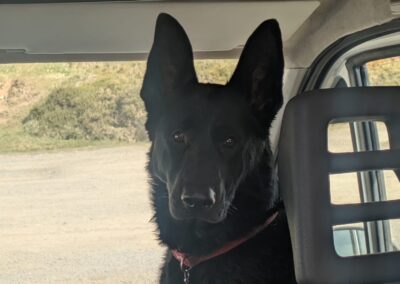 UK Surrender (Birmingham, B65): Izzy is a 2-year-old female German Shepherd- Adoption Fee reduced