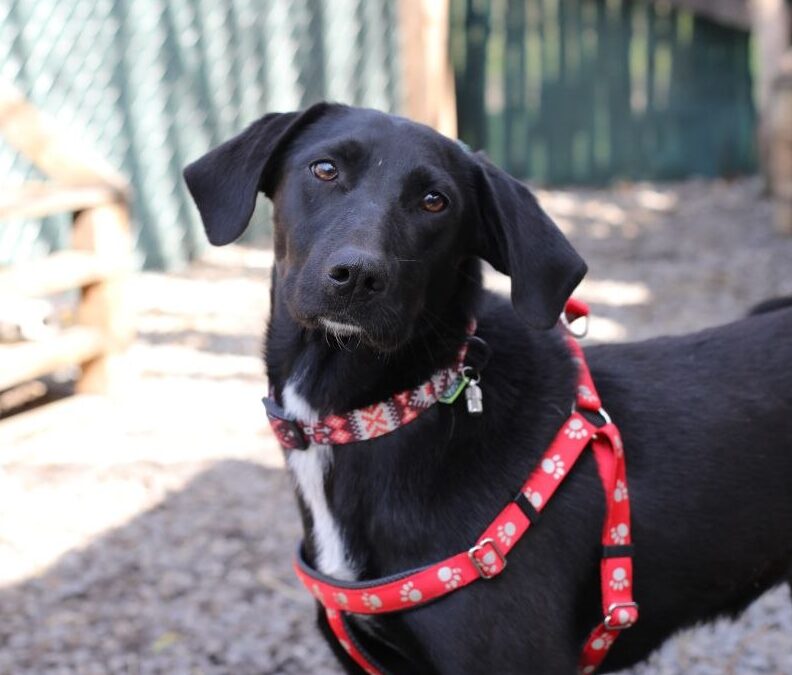 Kelly- 1-year-old medium girl – gentle  & thoughtful- Ukraine war dog-arrival 15 May