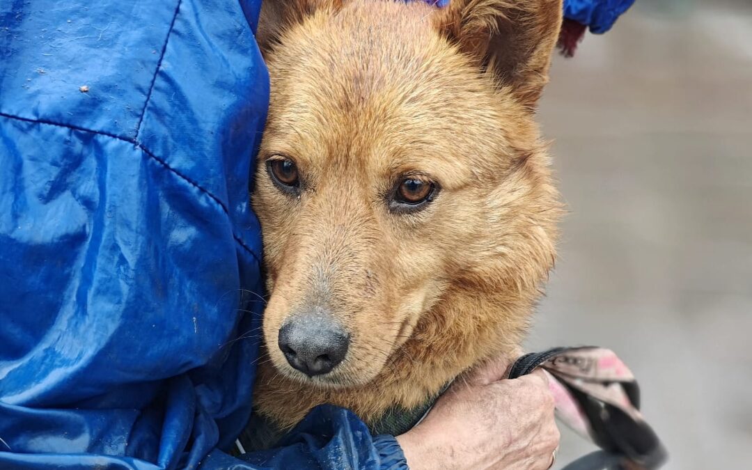 Richie-2-year-old lower-medium boy (below the knee) – gentle & tender- Ukraine war dog-arrival in June
