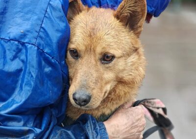Reserved: Richie-2-year-old lower-medium boy (below the knee) – gentle & tender- Ukraine war dog-arrival 29 May