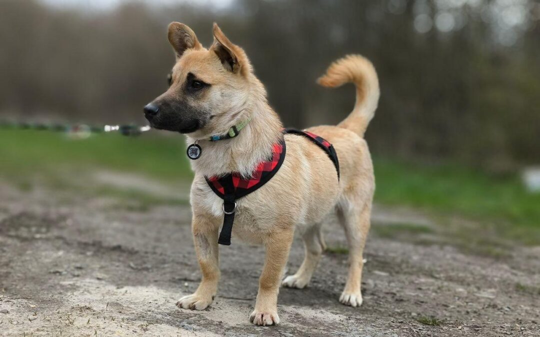 Billy-1-year-old small boy – bright & cheeky personality- Ukraine war dog-arrival 15 May