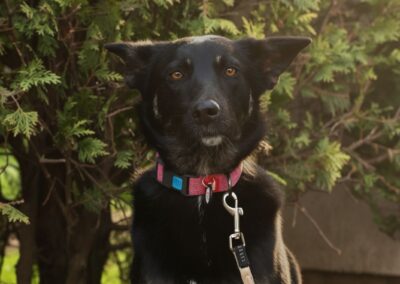 Reserved: Milla- 11-month-old knee-height girl- Ukraine war dog-arrival 15 May