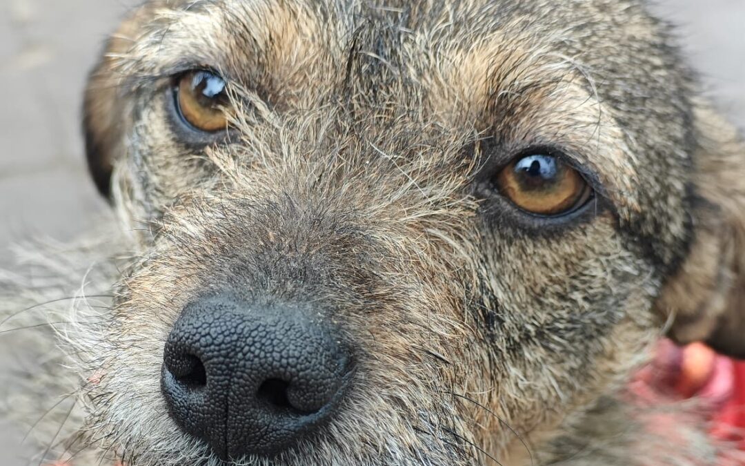 Betsy-1.5-year-old small girl -soft &delicate- Ukraine war dog-arrival 15 May