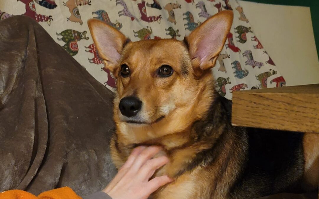 UK based (Redhill, Surrey RH1): MINNIE – 2 years girl- Low-Medium size -Reduced feesOVERLOOKED&nbsp;