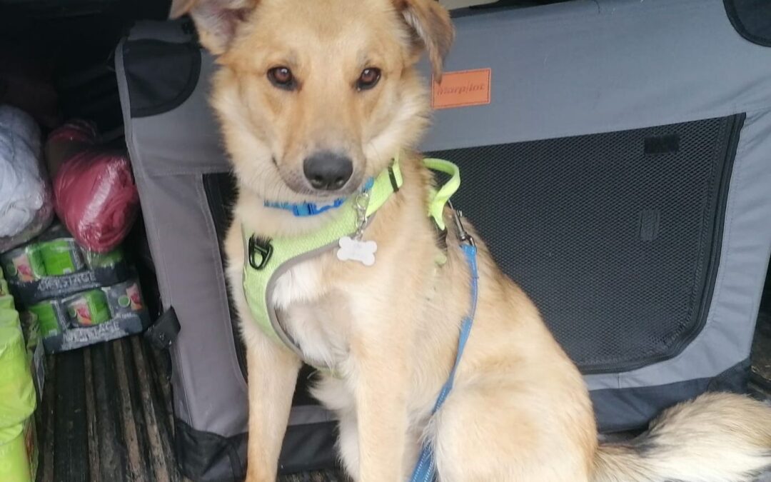 UK Based (Folkestone CT19): CASTUS(Yanik) -1,5 -year-old low medium boy with loving open heart