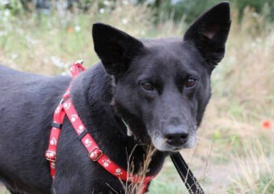 UK Rehoming (Located Lichfield WS13): Mary- 5-6 years old -medium-sized girl-gentle & affectionate- Reduced Adoption Fee