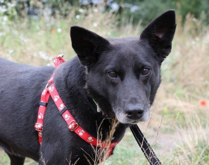 UK Rehoming (Located Lichfield WS13): Mary- 5-6 years old -medium-sized girl-gentle & affectionate- Reduced Adoption Fee
