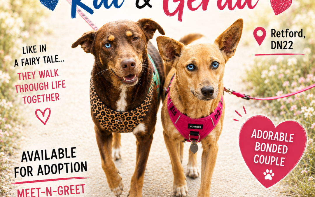 UK Based (Retford, DN22): Kai 💙& Gerda ❤️-2 years old – bonded pair-lower-medium- loving & trustful- Adoption Fee Payment Plan