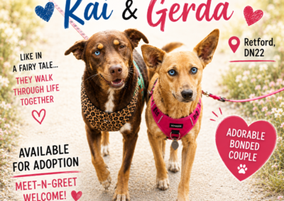 UK Based (Retford, DN22): Kai 💙& Gerda ❤️-2 years old – bonded pair-lower-medium- loving & trustful- Adoption Fee Payment Plan