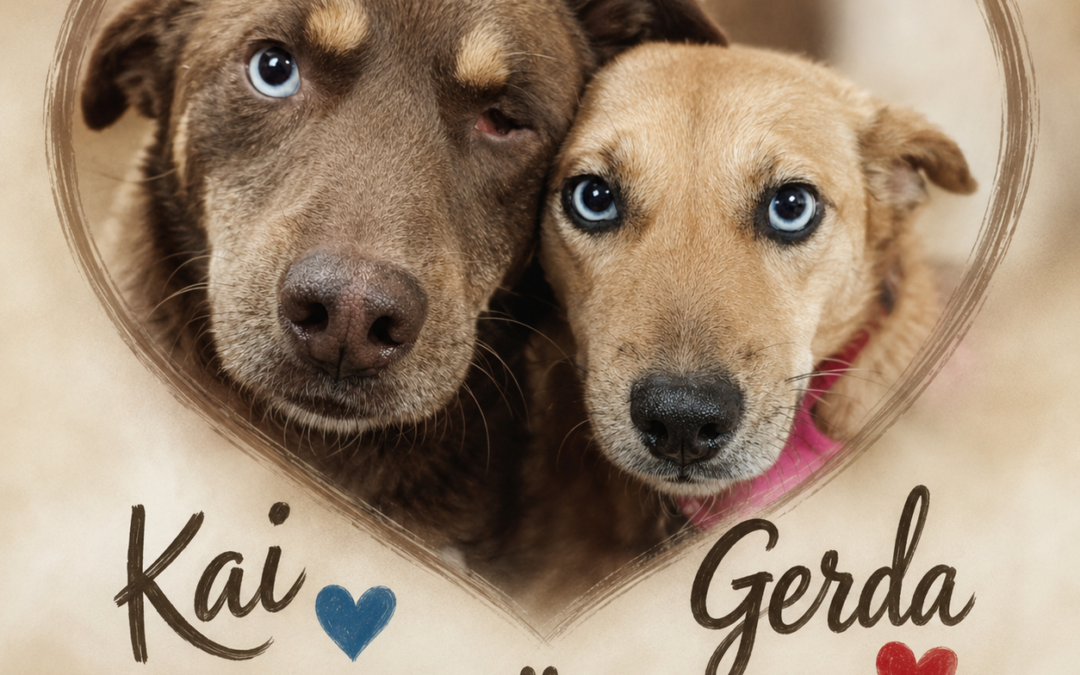 Kai 💙& Gerda ❤️-2 years old – bonded pair-lower-medium – Ukraine war dog-arrival 29 May- Adoption Fee Payment Plan