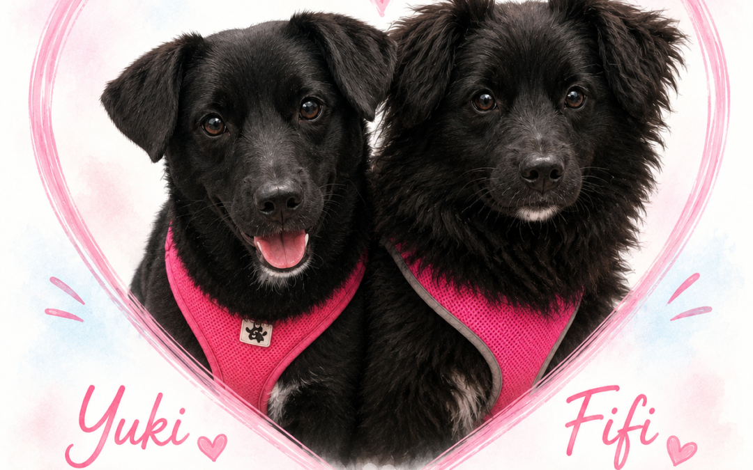 UK BASED (Leicestershire): Yuki & Fifi – 9-month-old small size girls- together or separately- Adoption fee reduced,  payment plan