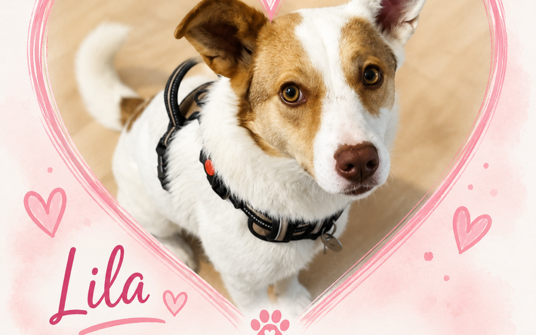 UK Based (Nottingham NG5):Lila -18-month-old low-to-medium-sized girl- around knee height
