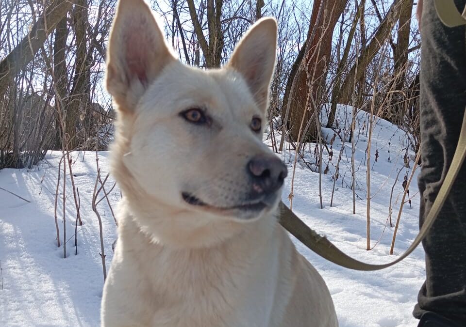 FOSTER or FOSTER-TO-ADOPT UK Based (Norwich NR15): MILADY – PERFECT IN EVERY WAY – 2-year-old -Canaan Cross girl -upper-medium- Fees Reduced (rehoming)