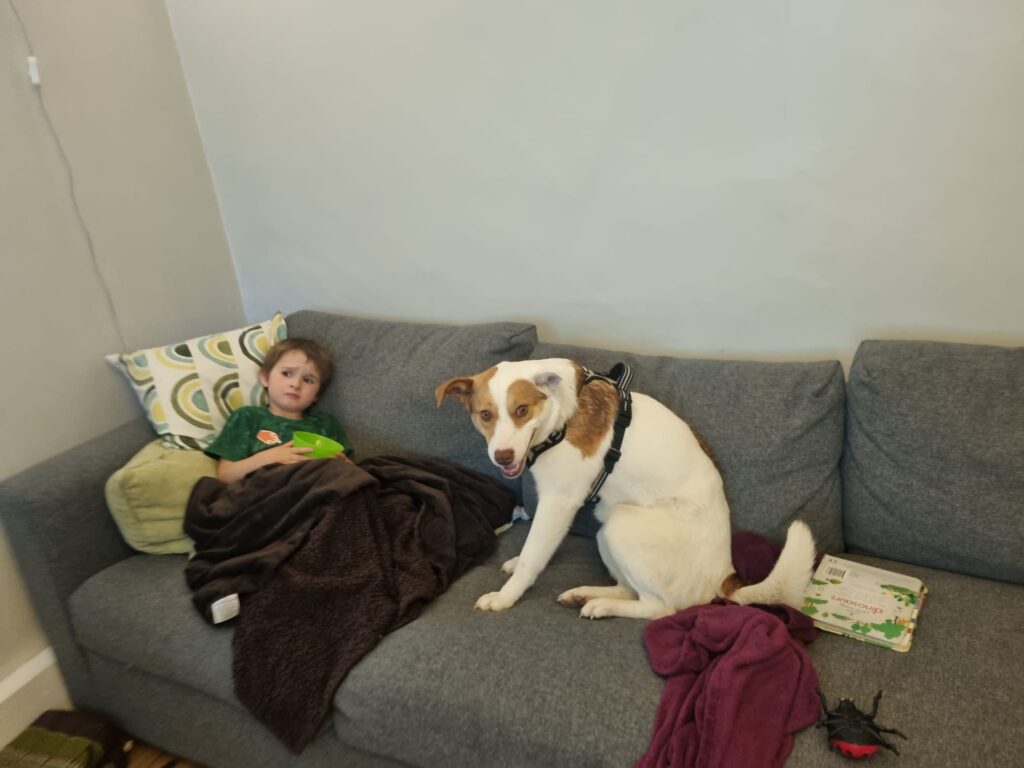 Lila, a 2 years old female Collie available for adoption from Paws Help in Staffordshire