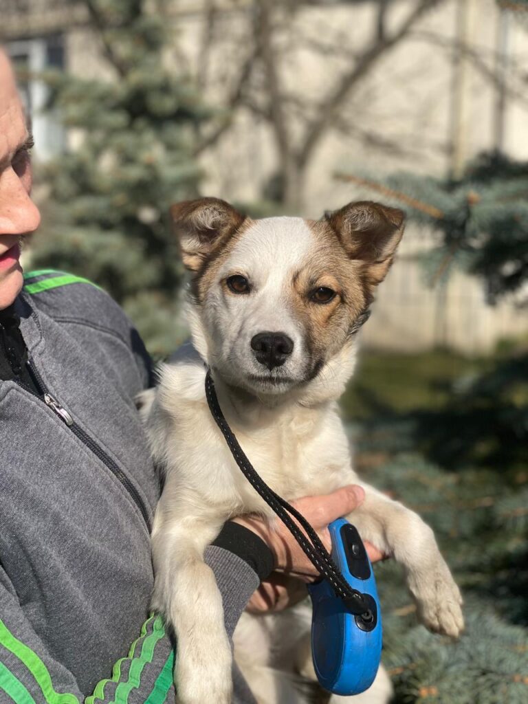 Zhanna, a 9 months old female Unknown available for adoption from Paws Help in Staffordshire