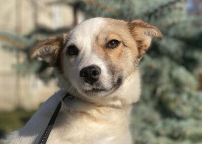 Zhanna- 9-month-old small size girl- smart & cheeky- Ukraine war dog-arrival mid-August