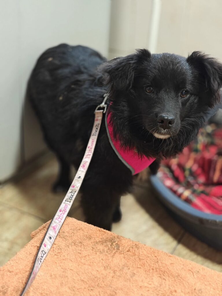 Yuki Fifi, a 5 months old female Crossbreed available for adoption from Paws Help in Staffordshire