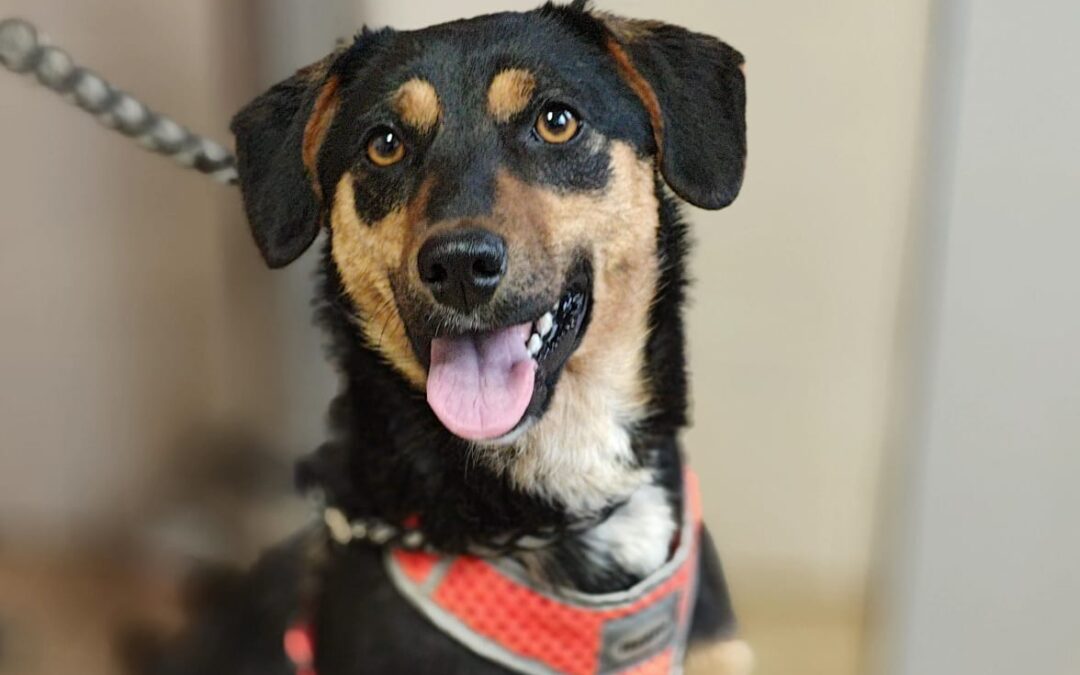 UK Based (Kent, TN12) : Penny-1.5-year-old lower-medium girl (below the knee)- trustful & connected- Reduced fees (rehoming)