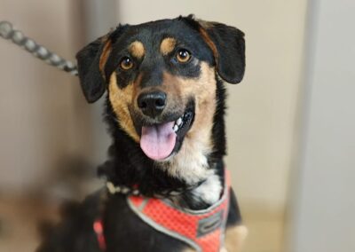 UK Based (Kent, TN12) : Penny-1.5-year-old lower-medium girl (below the knee)- trustful & connected- Reduced fees (rehoming)