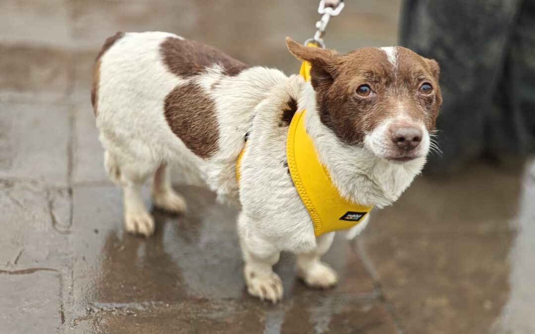 Reserved: Finik- 6-year-old small boy- calm & gentle-Ukraine war dog-arrival 29 May