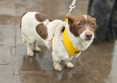 Reserved: Finik- 6-year-old small boy- calm & gentle-Ukraine war dog-arrival 29 May