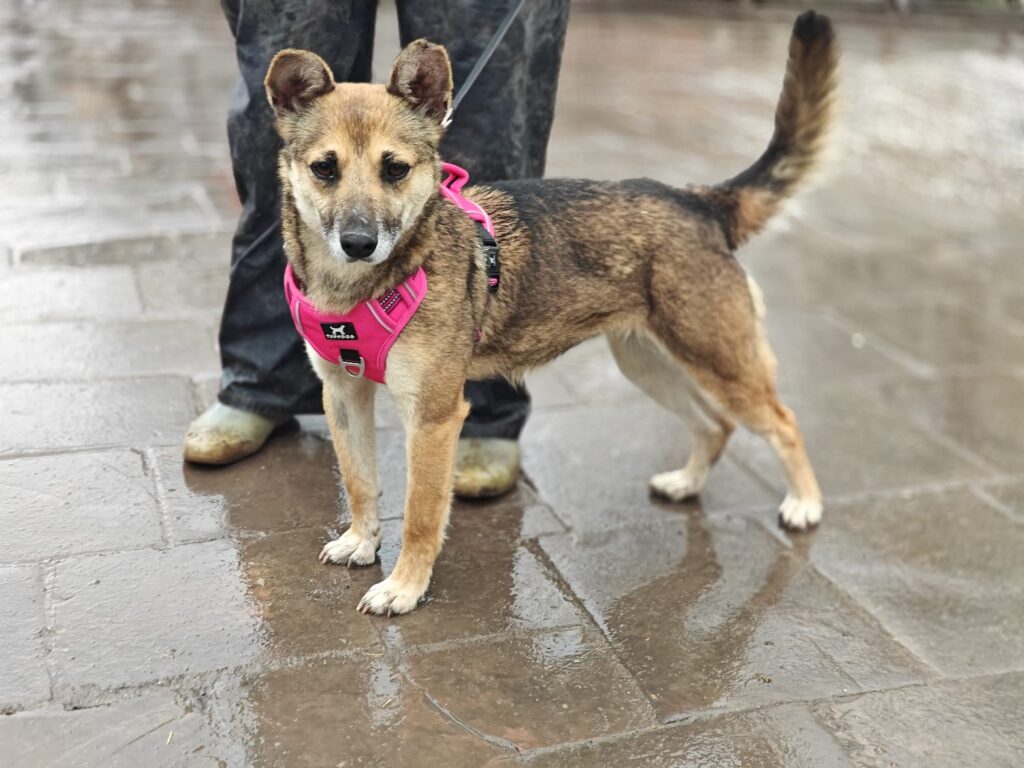 Zlata, a 5 years old female Unknown available for adoption from Paws Help in Staffordshire