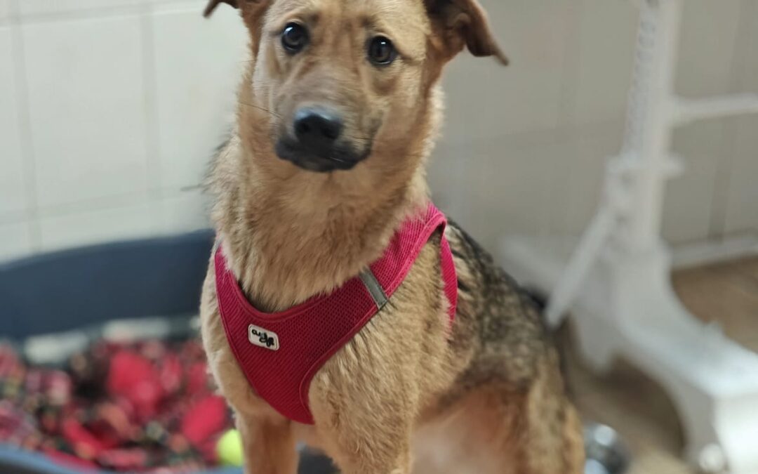 Reserved: Malta-1 year old -lower-medium girl below the knee- open-hearted & affectionate- Ukraine war dog-arrival 29 May