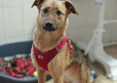 Reserved: Malta-1 year old -lower-medium girl below the knee- open-hearted & affectionate- Ukraine war dog-arrival 29 May