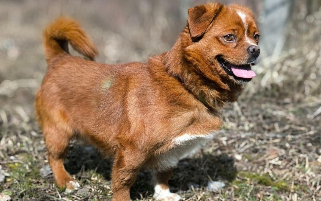 Reserved: Bonik – 3–4-year-old small boy- most likely a Pekingese & Chihuahua cross- Ukraine war dog-arrival 29 May