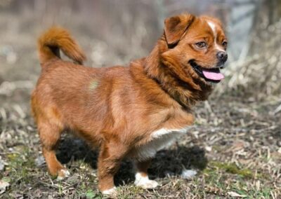 Reserved: Bonik – 3–4-year-old small boy- most likely a Pekingese & Chihuahua cross- Ukraine war dog-arrival 29 May