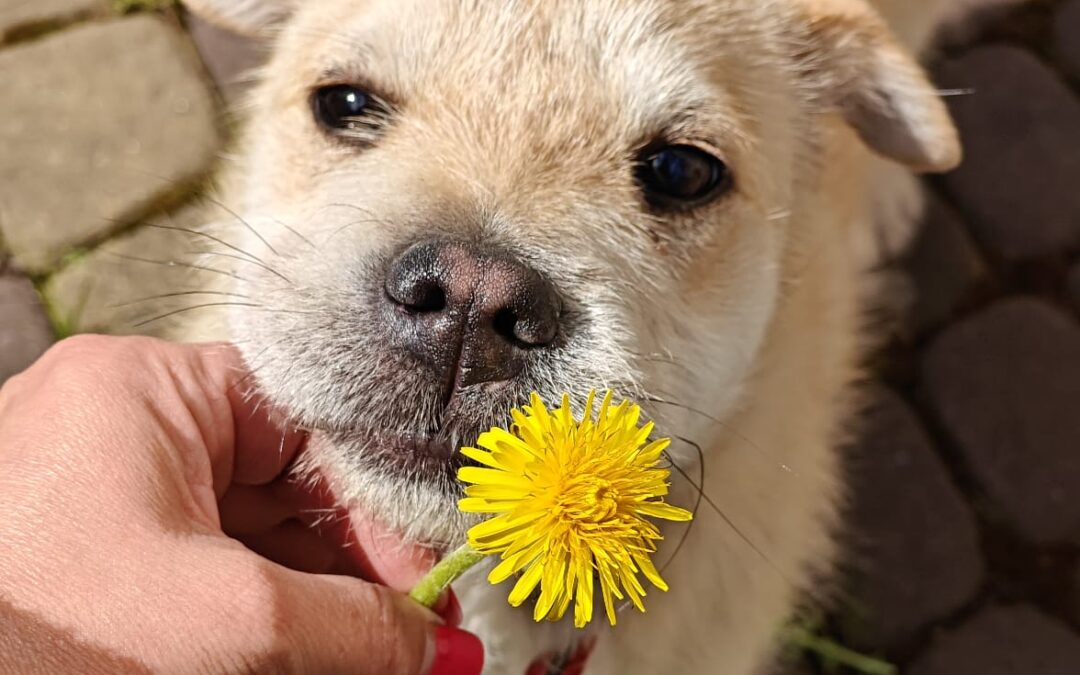 Reserved: Bul’ka- 7-month-old lower-medium girl (below the knee)- Ukraine war dog-arrival 29 May