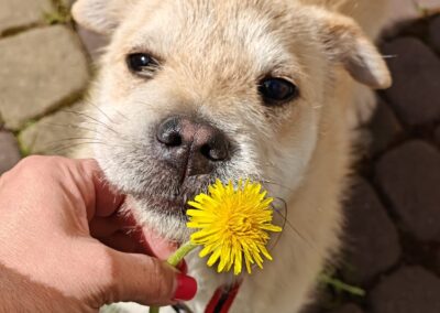 Reserved: Bul’ka- 7-month-old lower-medium girl (below the knee)- Ukraine war dog-arrival 29 May