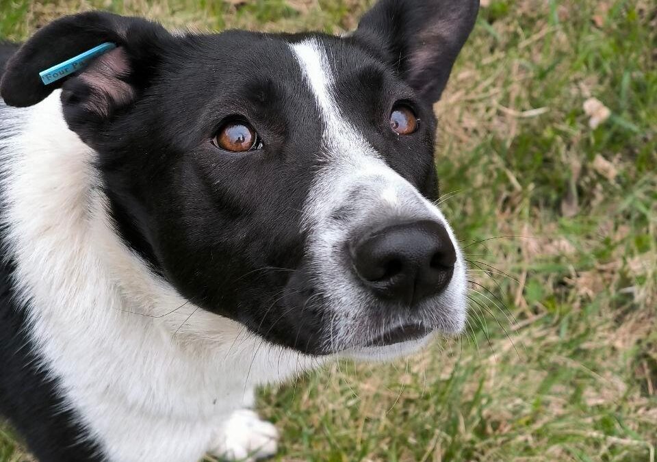 Riaba -1.5-year-old medium girl -beautifully balanced & connected- Ukraine war dog-arrival 26 June