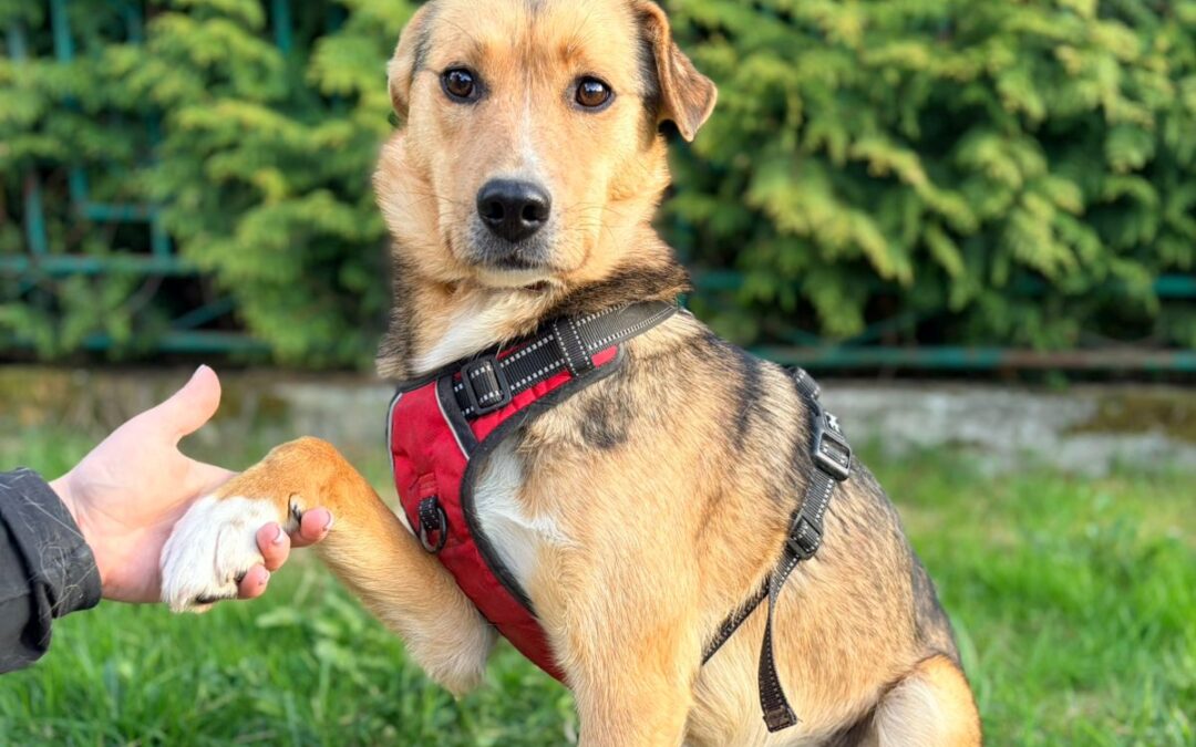 Reserved: Tiffany- 1,5-2 years old medium girl -calm & incredibly balanced- Ukraine war dog-arrival 29 May